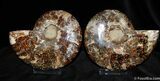Large / Inch Slice and Polished Ammonite (Pair) #377-2